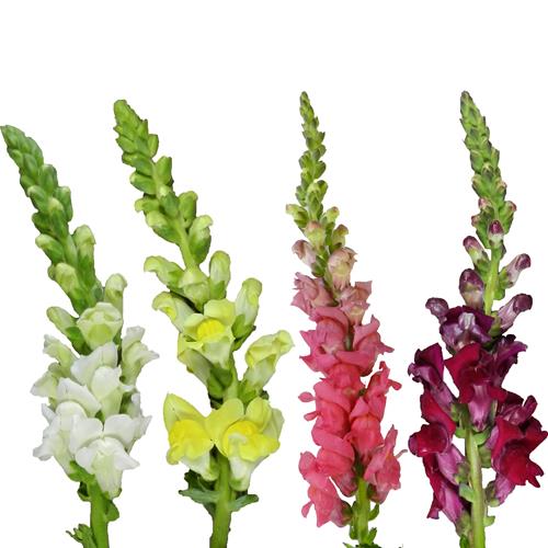 SNAPDRAGONS ASSORTED 30 STEMS EACH: PINK, PURPLE, WHITE AND YELLOW